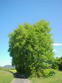 Populus tremula 003.jpg