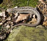 Sand Lizard 2008 G3.jpg