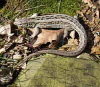 Sand Lizard 2008 G3.jpg