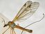 Tipula submarmorata, Abergwynant, North Wales, May 2015 (23422515666).jpg