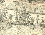 Van gogh Thistles Along the Roadside vgm f1466 jh1552.jpg