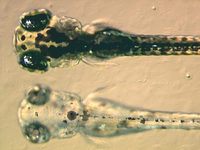 Zebrafish embryos.png
