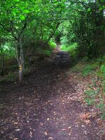 America Wood - geograph.org.uk - 508761.jpg