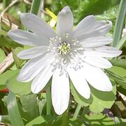 Anemone raddeana 4.JPG