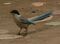 Azure-winged magpie.jpg