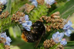 Bombus confusus 2.jpg