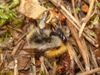 Bombus schrencki 01.JPG
