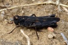 Celes variabilis male Kazakhstan.jpg
