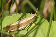Chrysochraon.dispar.female.jpg