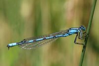 Common blue damselfly (Enallagma cyathigerum) male.jpg