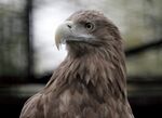 Haliaeetus-albicilla-002.jpg