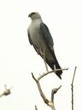 Mississippi Kite (7673770048).jpg