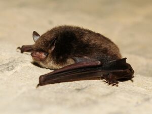 Myotis daubentoni02.jpg