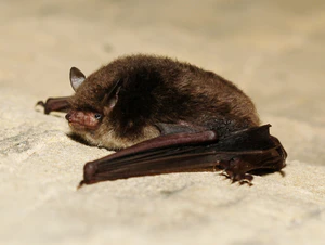 Myotis daubentoni02.jpg