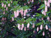 Ostrya carpinifolia HRM.jpg