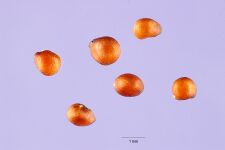 Popa14 003 lhp.jpg