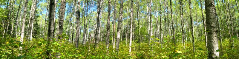 Poplar panorama.jpg