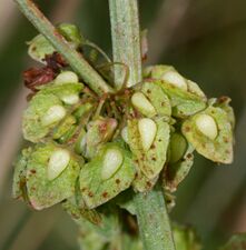 Плоды щавеля курчавого (Rumex crispus)