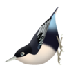 Sitta azurea expectata png.png