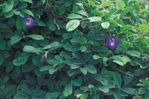 Starr 980529-1406 Clitoria ternatea.jpg