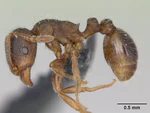 Tetramorium impurum casent0173645 profile 1.jpg