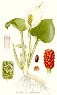 420 Calla palustris.jpg
