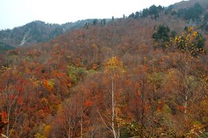 Akiyamago 2005 005.jpg