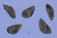 Allium vineale seeds.jpg