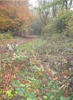Beech and blackthorn - Herts county top.jpg