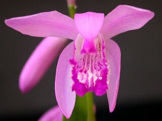 Bletilla striata1.jpg