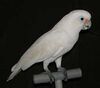 Cacatua goffiniana.jpg