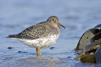 Calidris maritima.jpg