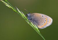 Coenonympha leander - Russian Heath butterfly.jpg