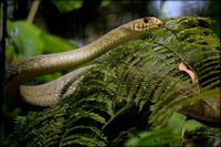 Common India Rat Snake.jpg