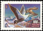 Common eider russian stamp.jpg