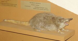 Desmana moschata (Harvard University).JPG