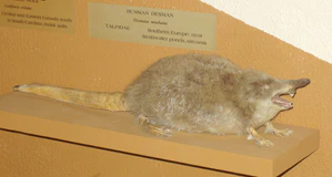 Desmana moschata (Harvard University).JPG