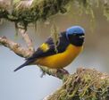 Golden-rumped Euphonia (Euphonia cyanocephala).jpg