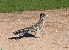 Grand géocoucou.jpg