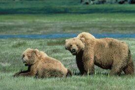 Grizzlybears ChrisServheenUSFWS.jpg