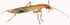 Grylloblattidae (white background).jpg
