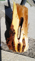Larva Paysandisia archon.png