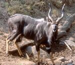 Male nyala.jpg