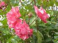 Rosa sp.250.jpg
