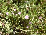 Starr 030625-0002 Sesuvium portulacastrum.jpg