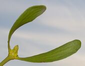Viscum album leaves kz.jpg