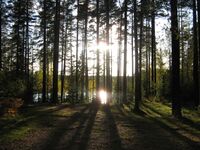 ЗЕЛЕНОГОРСК - Ефрейторское озеро - ТЬМА и СВЕТ (1).jpg