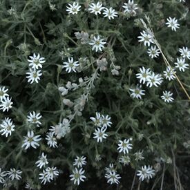 16646187-Stellaria dichotoma.jpg