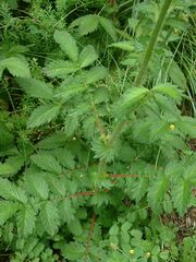 Agrimonia eupatoria3.jpg