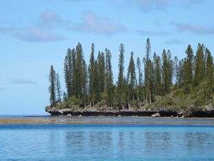 Araucaria columnaris (45974644961).jpg